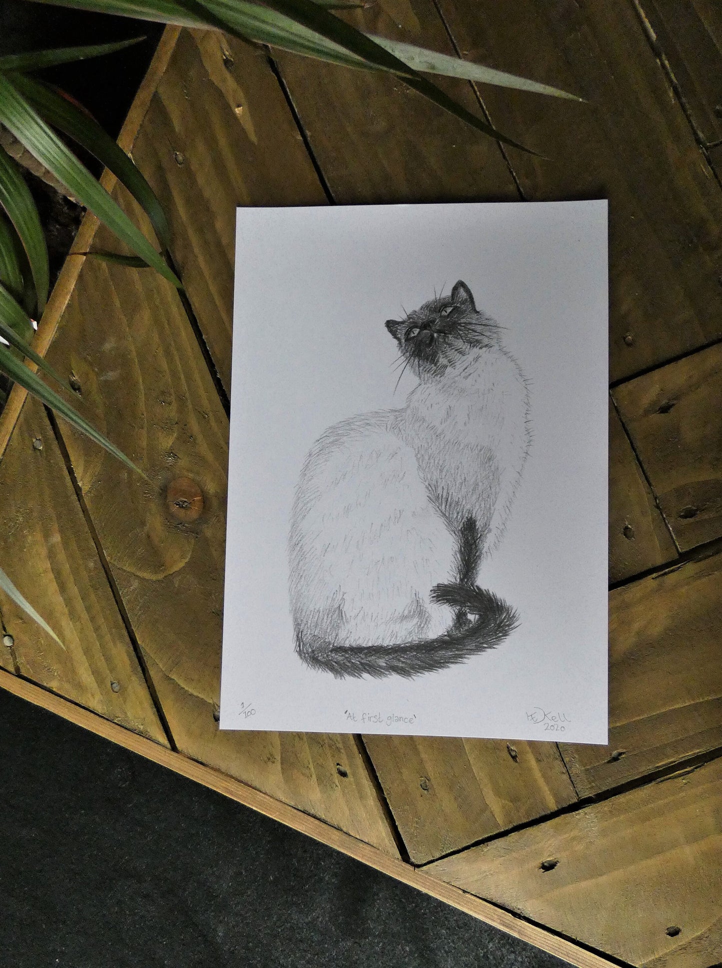 Original Graphite Pencil Drawing of a Siamese Ragdoll Cat, A4, At First Glance