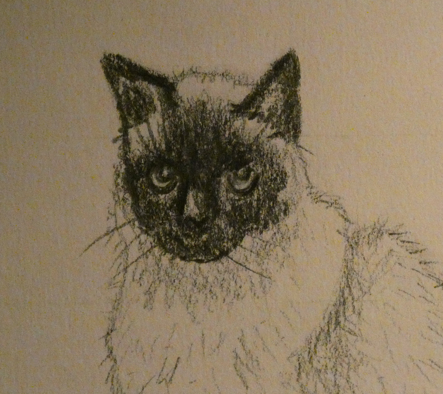 Little Siamese Cat Original Graphite Pencil Drawing