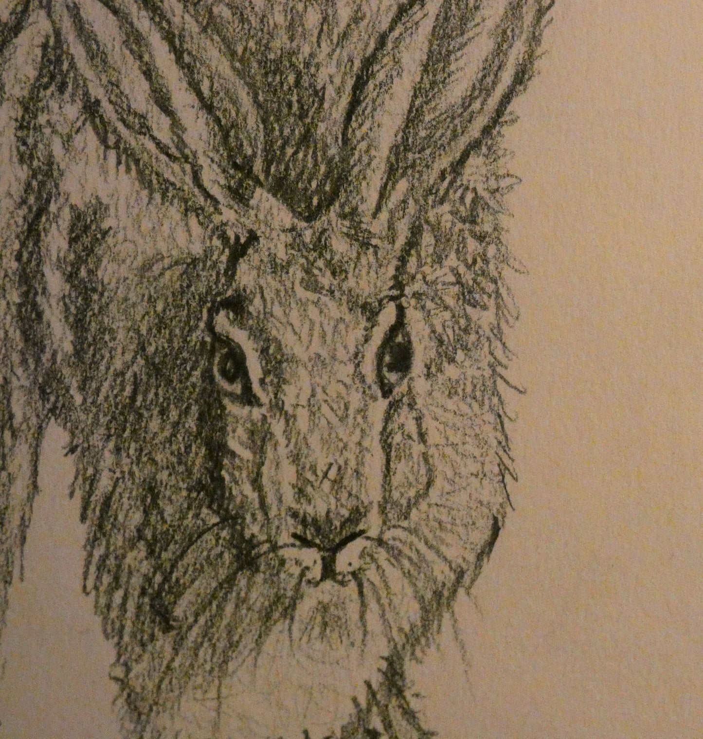 Three veiws of Hares, 3 Original Graphite Pencil Drawings