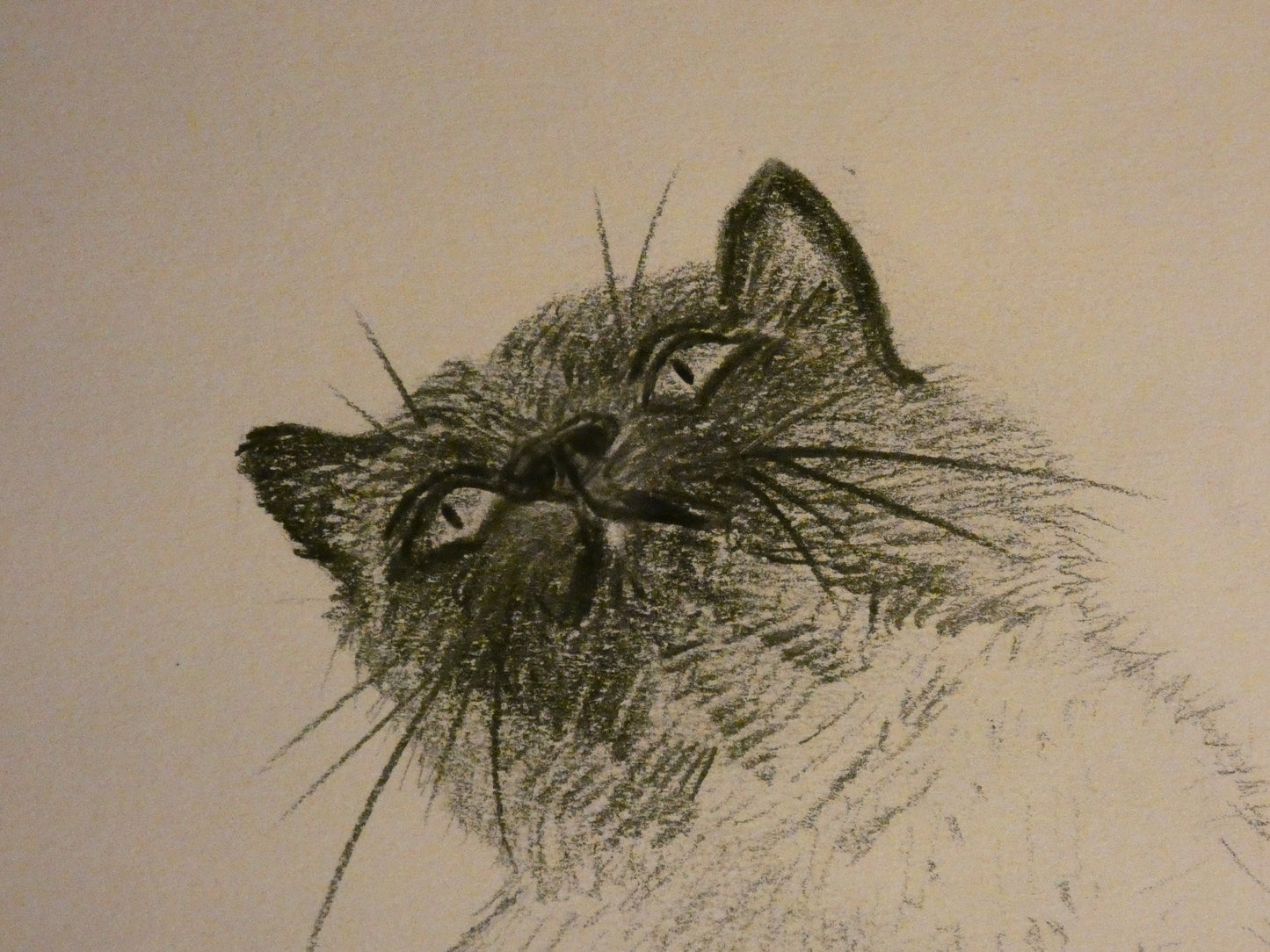 Original Graphite Pencil Drawing of a Siamese Ragdoll Cat, A4, At First Glance