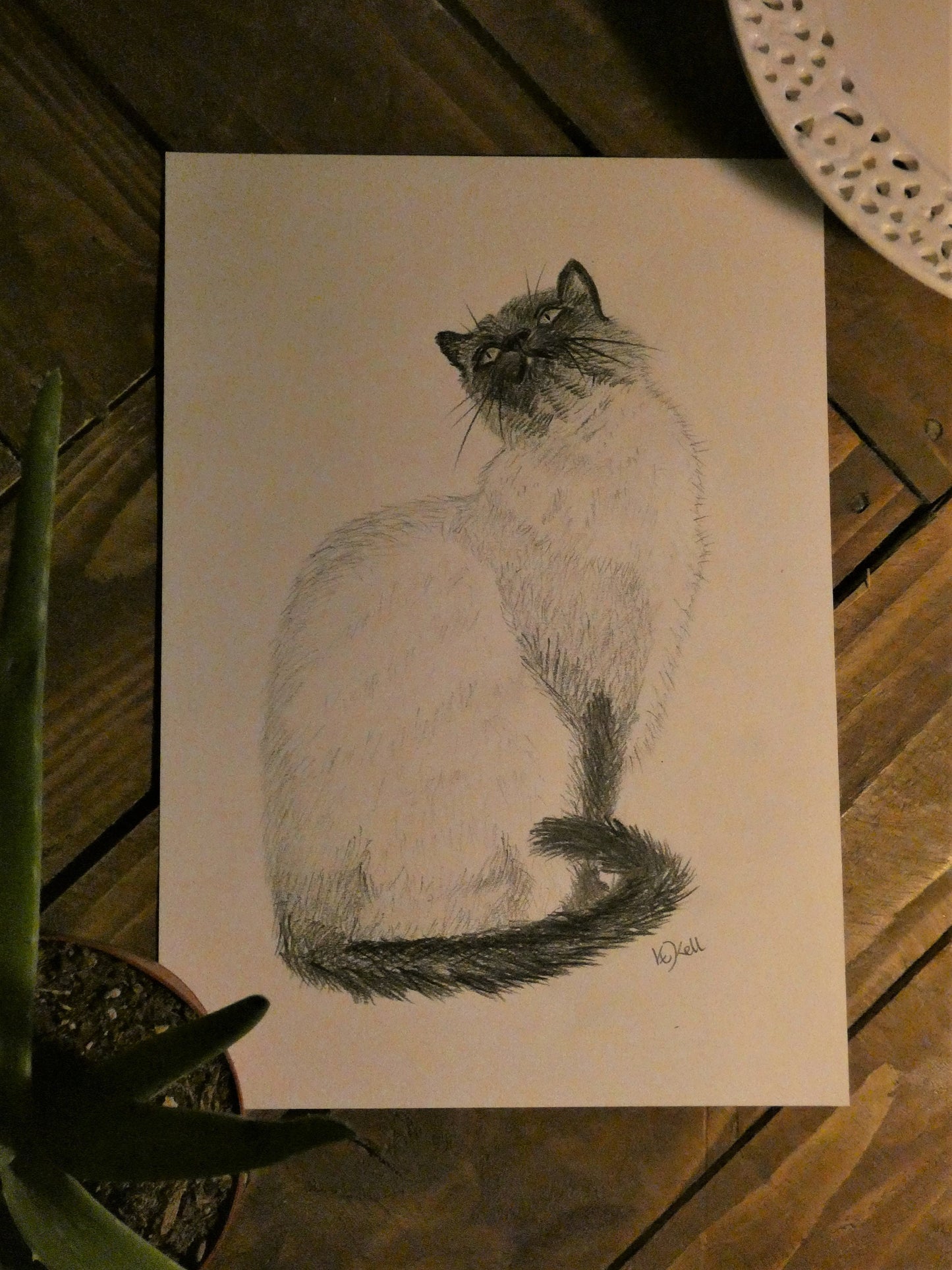 Original Graphite Pencil Drawing of a Siamese Ragdoll Cat, A4, At First Glance