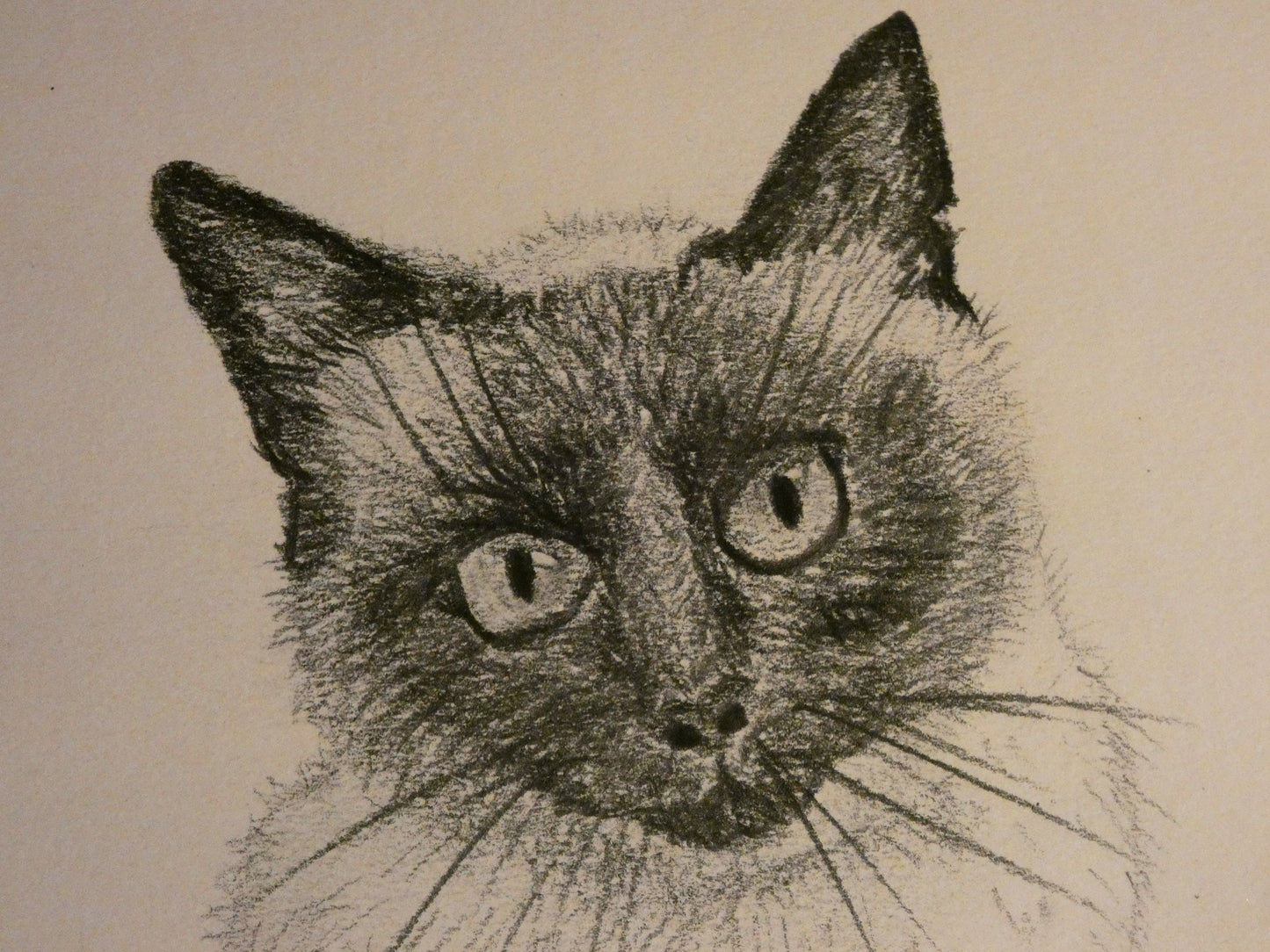 Original Graphite Pencil Drawing of a Siamese Ragdoll Cat, A4, That Look