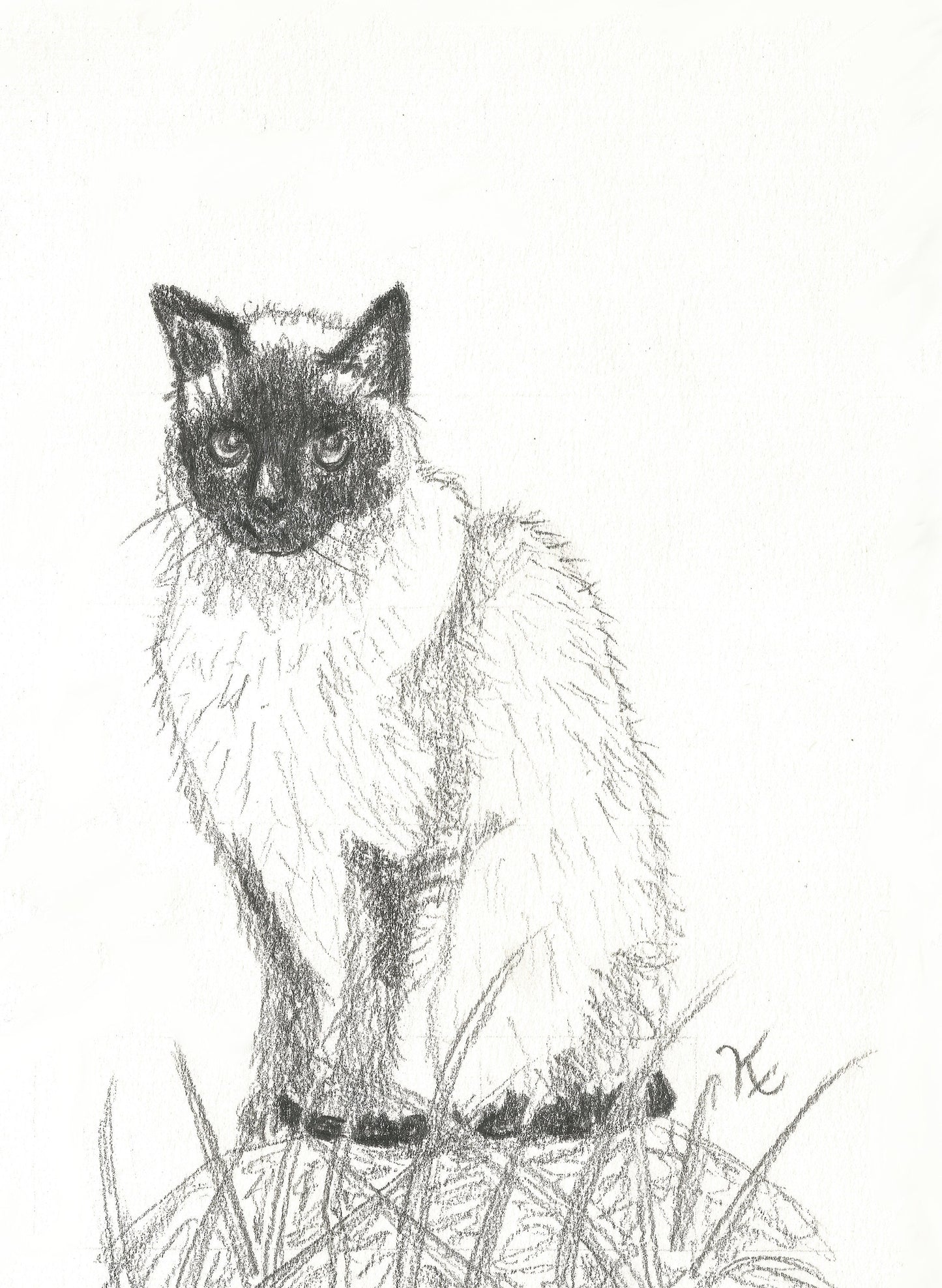 Little Siamese Cat Original Graphite Pencil Drawing