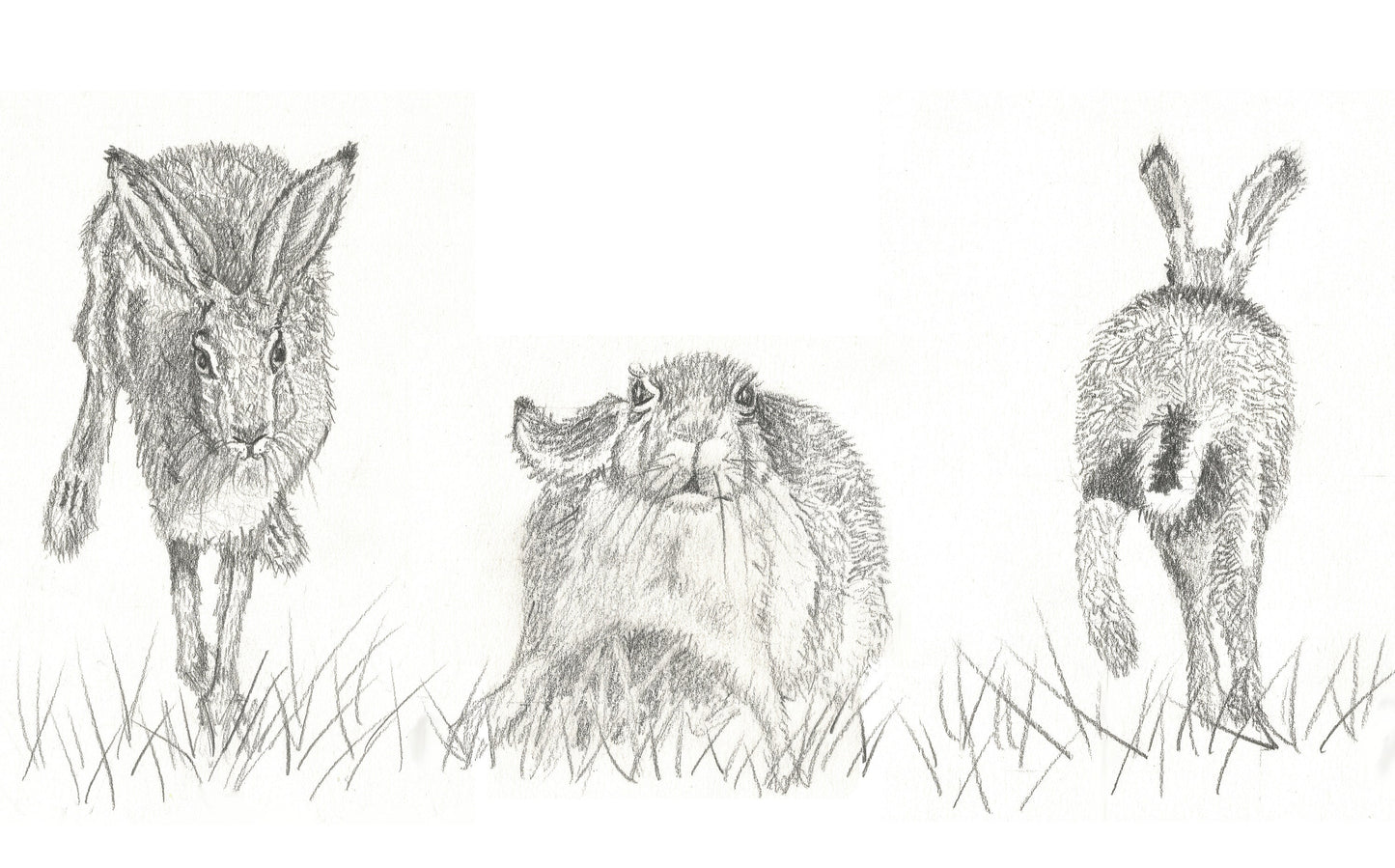 Three veiws of Hares, 3 Original Graphite Pencil Drawings